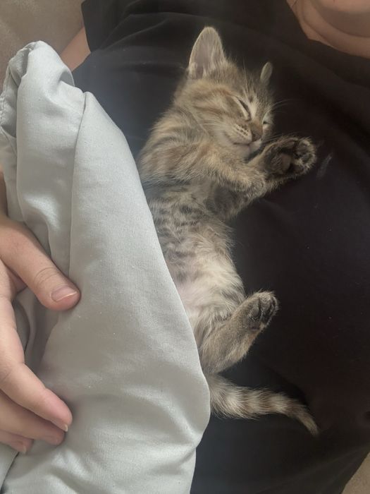 Котята ишут семью