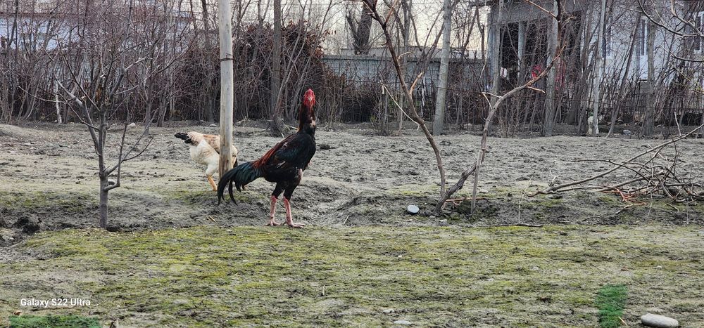 Дакан Карейский  тухуми сотилади  15 000