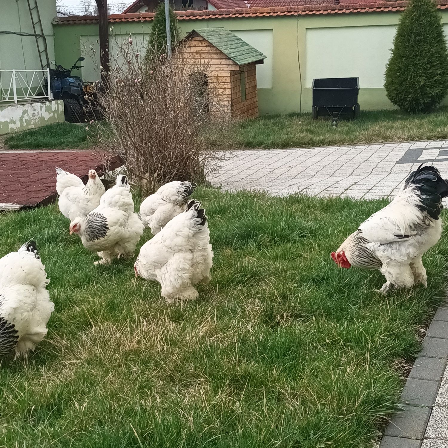 Oua brahma pentru incubat și pui