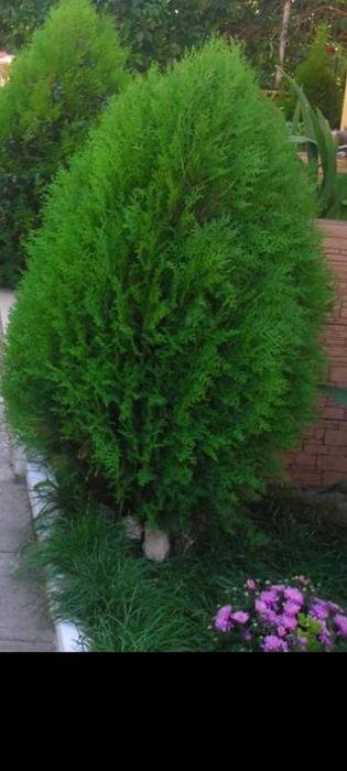 Dulap sertare,tuia,magnolia, manusi gradina cu gheare