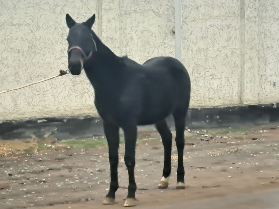 Продам  Айгыр Лошадь жеребец Тай Жабагы