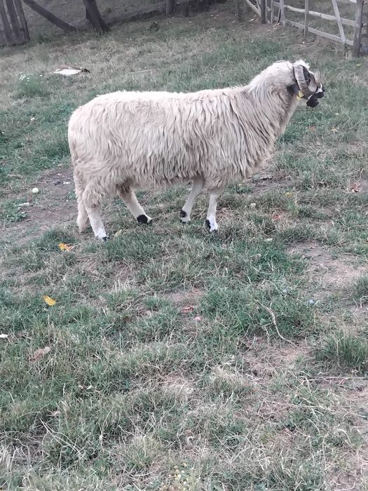 De vânzare, sau la.schimb pe o oaie