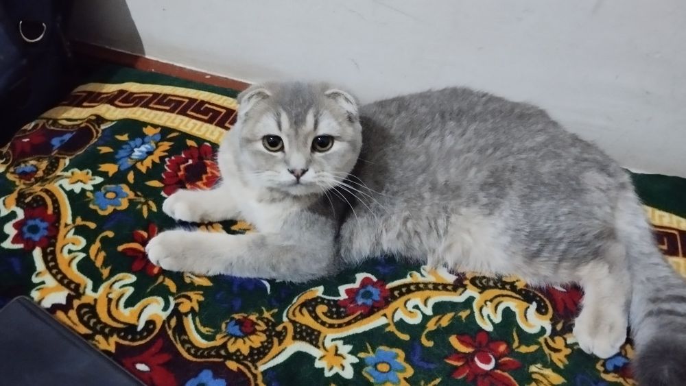 Пародний мушук сотилоди
