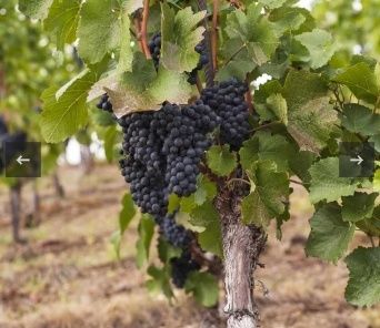 Struguri de vin producție 2025 calitate 1