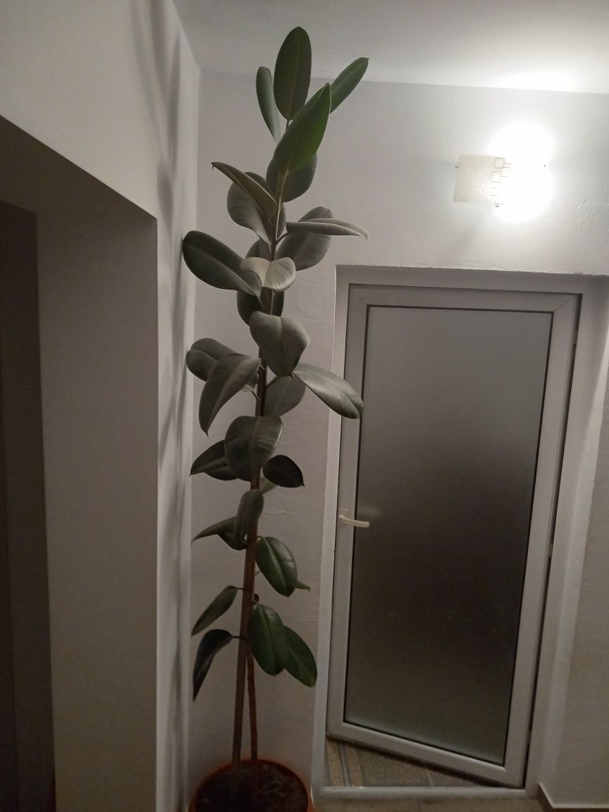 Vând ficus elastica