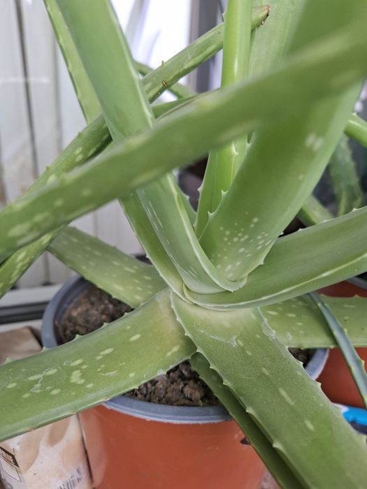 Vind Aloe Vera impecabilă