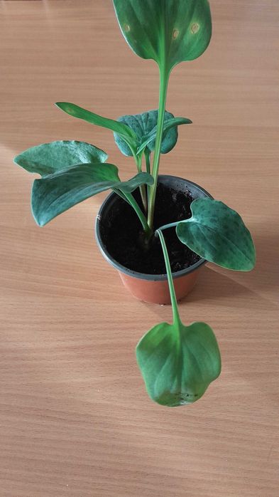 Обмен на другие комнатные цветы