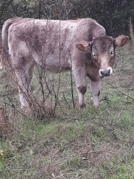 Vița de vânzare vârstă cinci luni