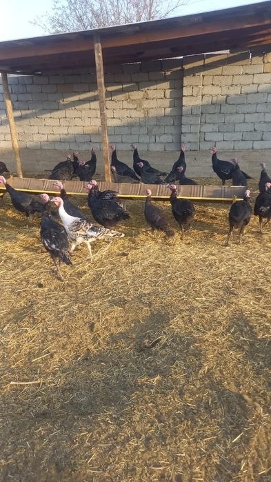 Домашние птицы индюки