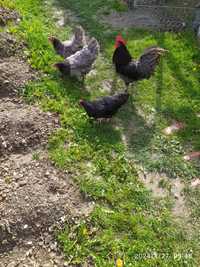 Vând familie Australorp