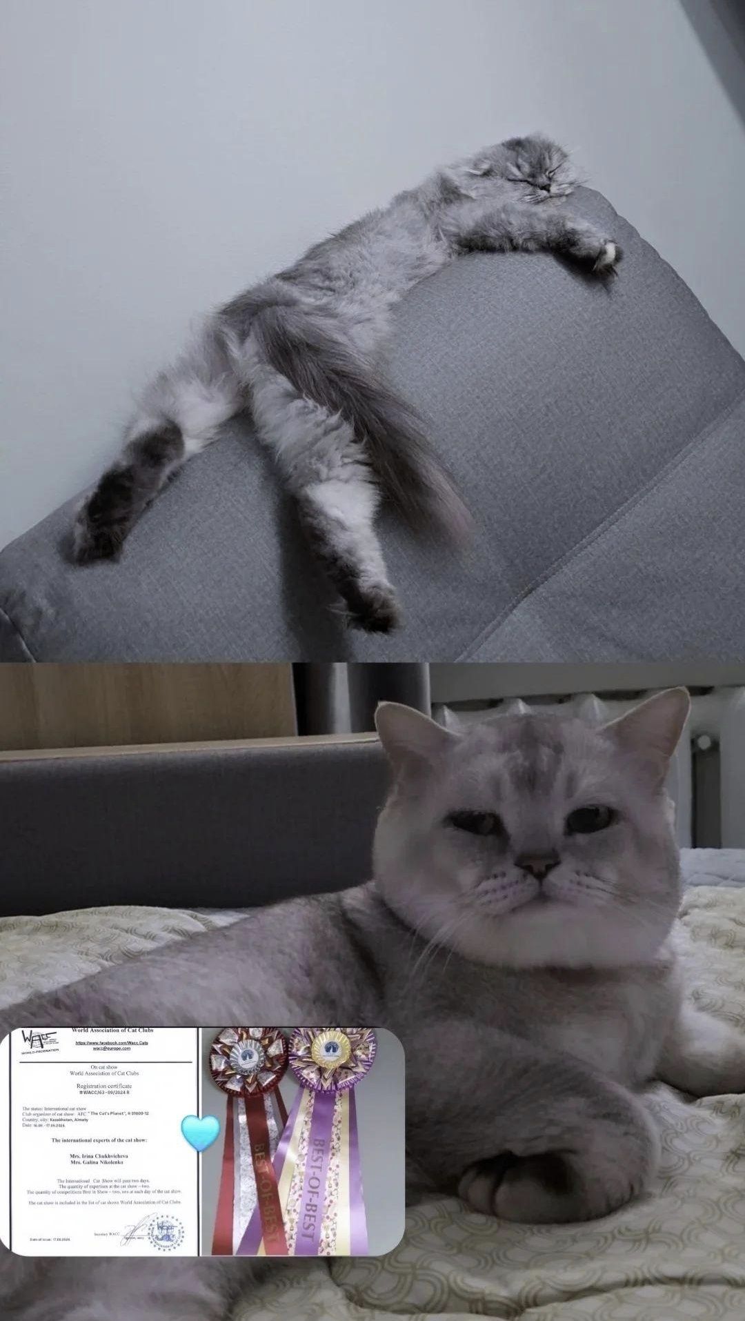 Вязка, Кот Шиншилла!( Для прямоухих и вислоухих)