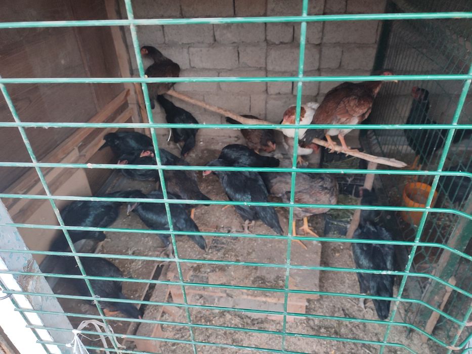 дакан товукла 22 та