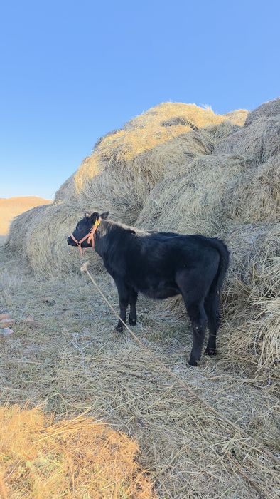 Продаётся тёлка на откорм или на племя