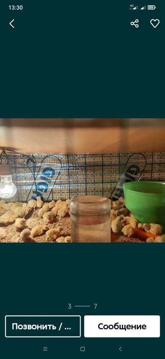 Bedana bor beliy gegant