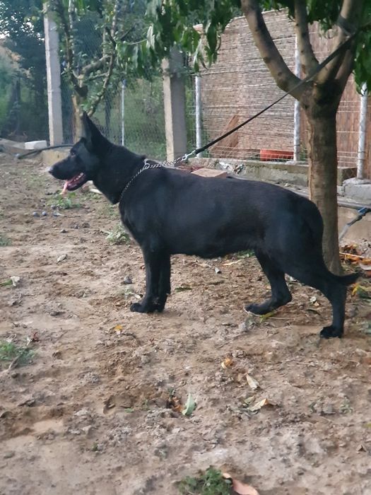 Femela ciobanesc german