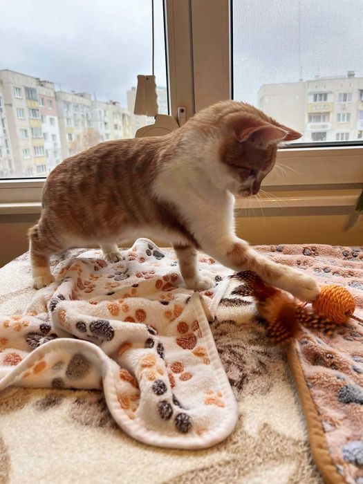 Момченце на 6 месеца търси дом