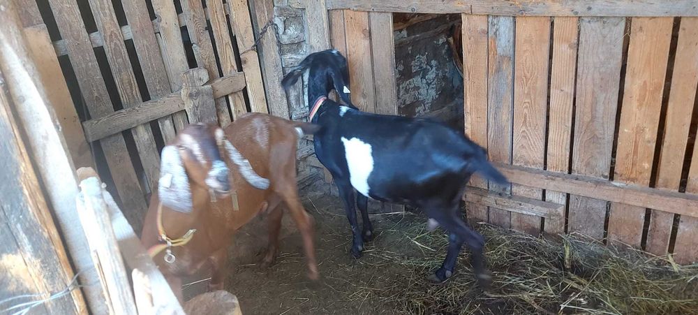 Vând capre anglo-nubiene