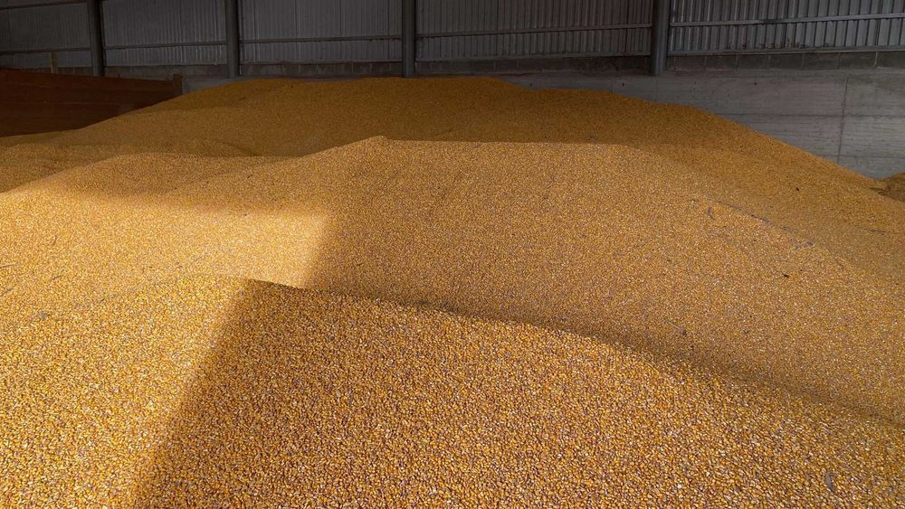 Porumb boabe recolta 2025