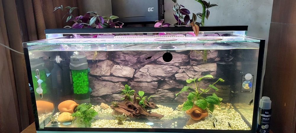 Продавам малки черни Молинезии и няколко средно големи Анцистроси