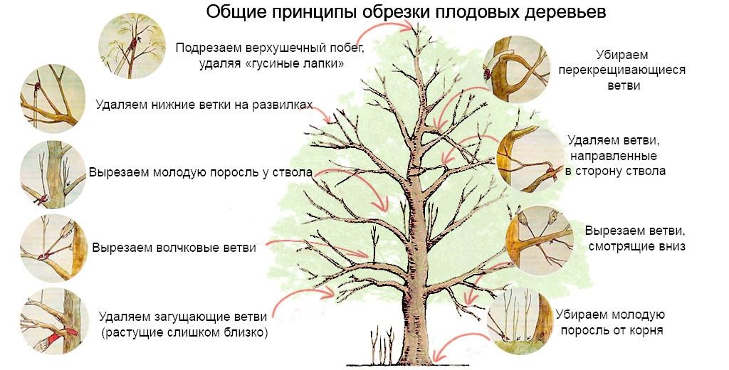 Садовник богбон.