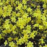 Iasomie Yellow Hill Parfumata Galbena