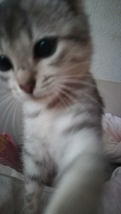 Коте сиво тигърче