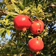Pomi Exotici (Rodiu )