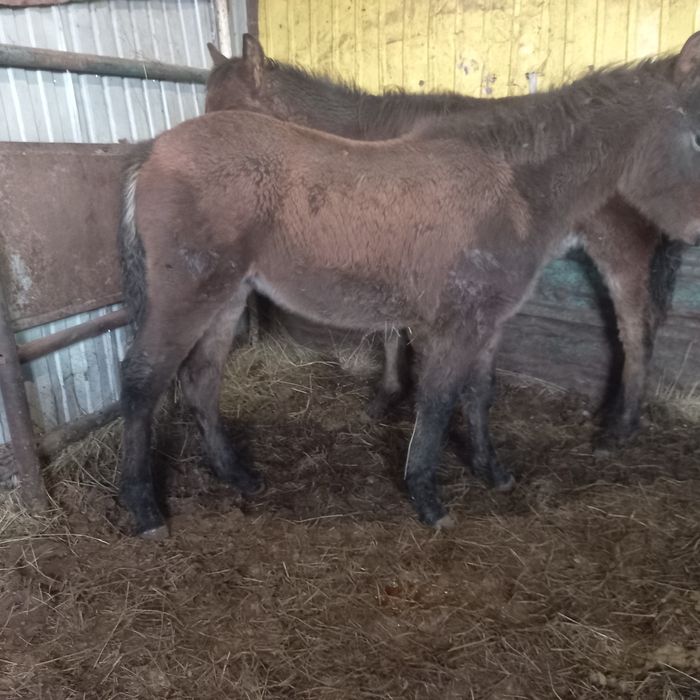 Жабағы  сатылады