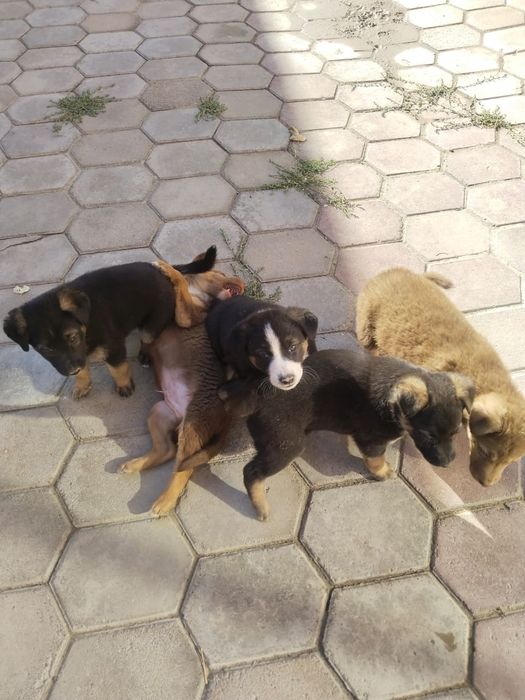 Күшіктер тегін береміз