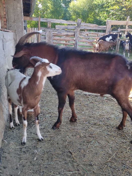 Vînzare țap metiș Alpin cu Anglo