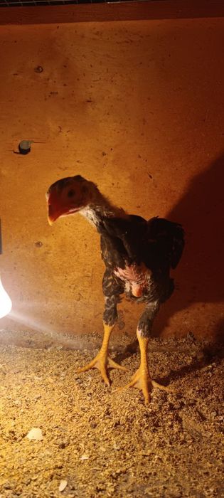 Dakan jojala sotiladi