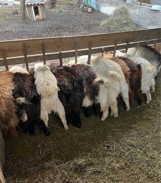 козы/лақтар сатылады