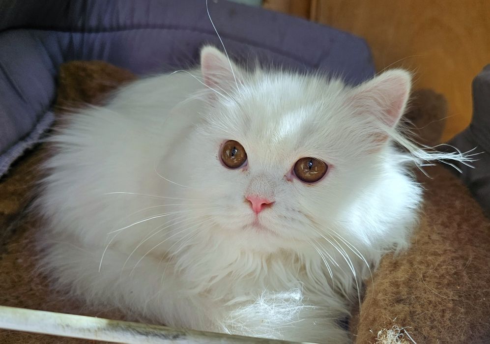 Британско бяло котенце