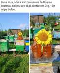 Miere de albine  de floarea-soarelui