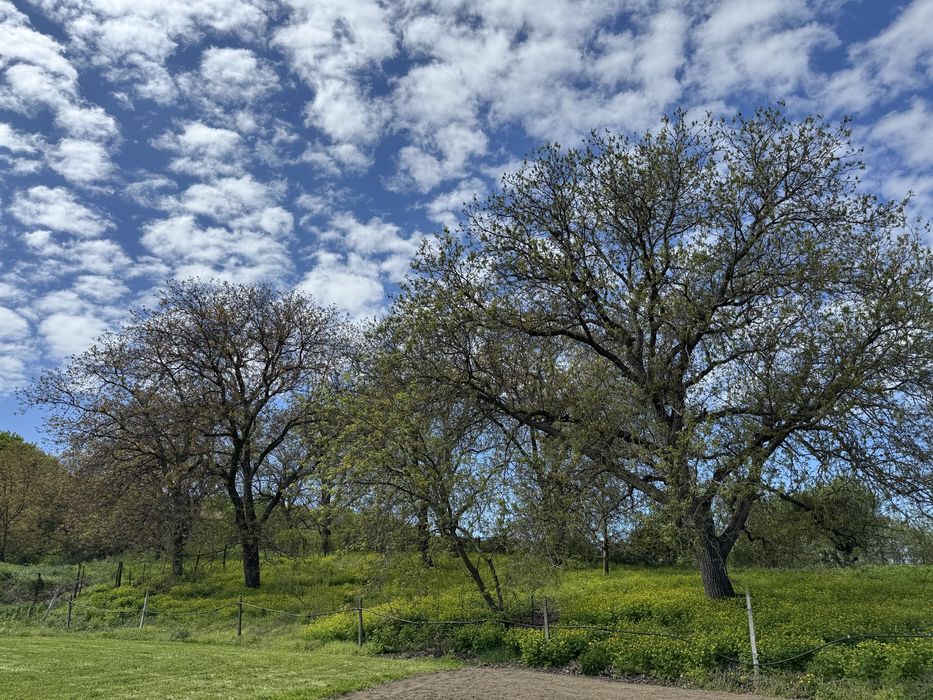 Nuci in coaja - productie 2025