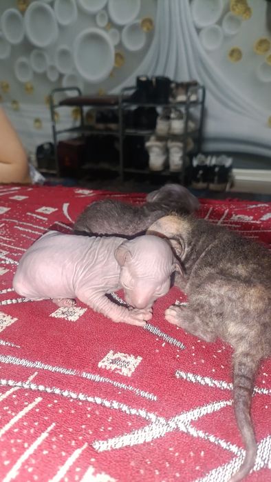 Котята сфинкса полукровки