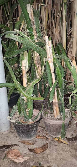 Питахайя - драконий фрукт