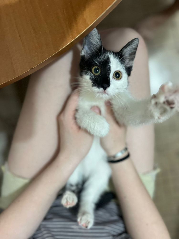 Котенок девочка 2-3 месяца