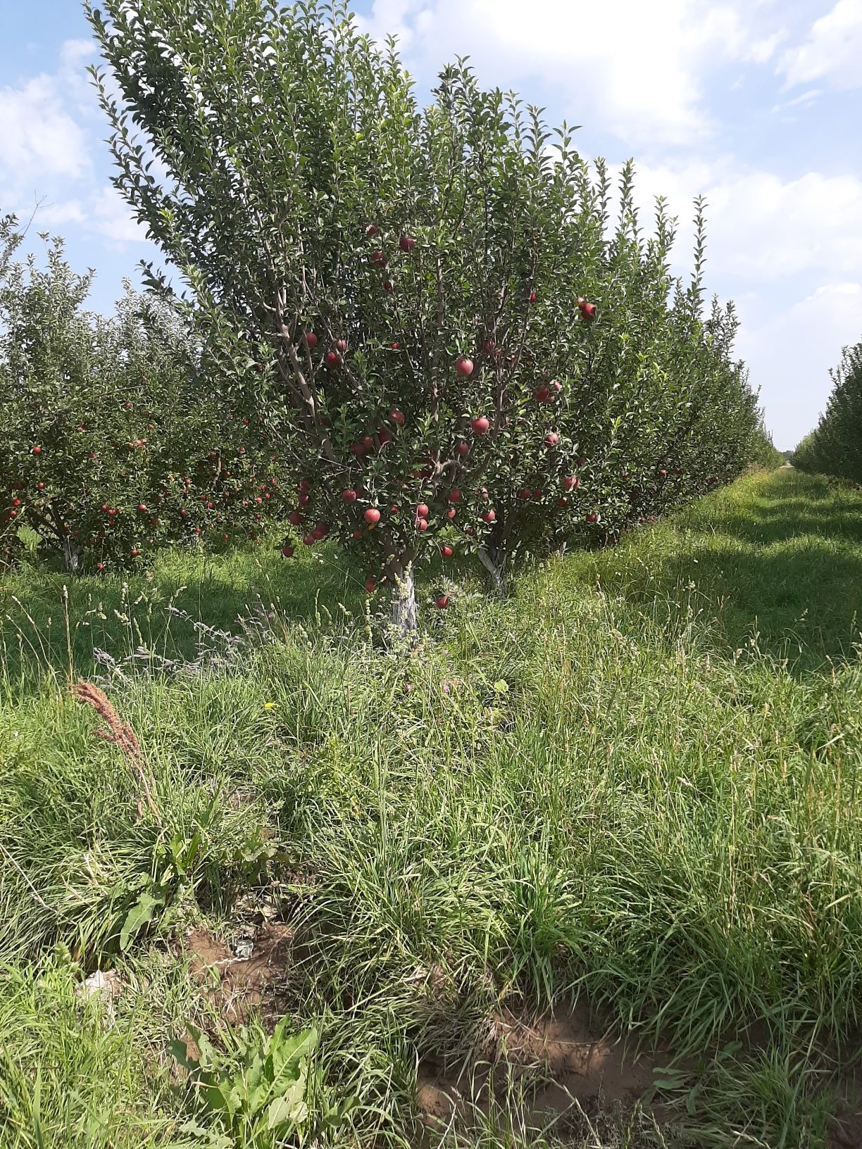 Продам яблоневый сад