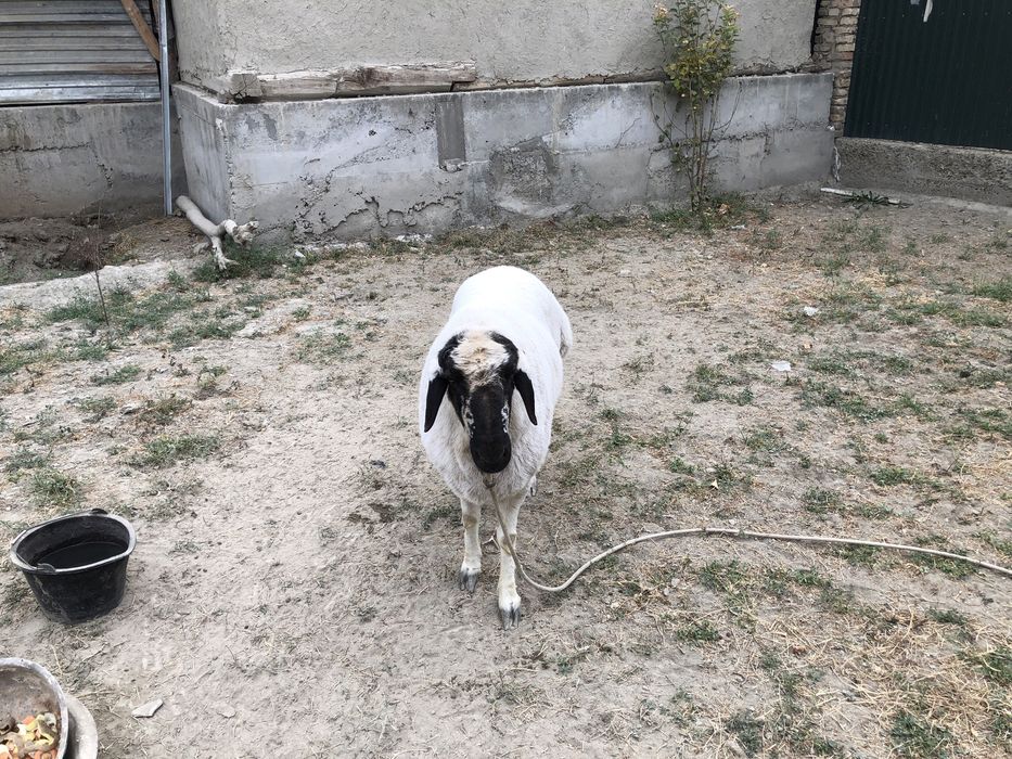 оппок катта кучкор сотилади