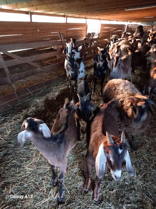 Vand tapi anglo-nubian