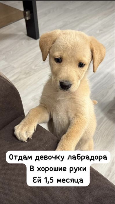 Щенок Лабрадора 1,5 месяца