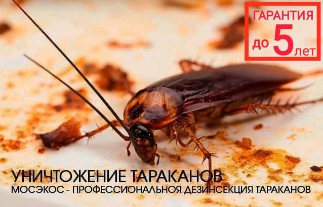 Дезинфекция от тараканов
