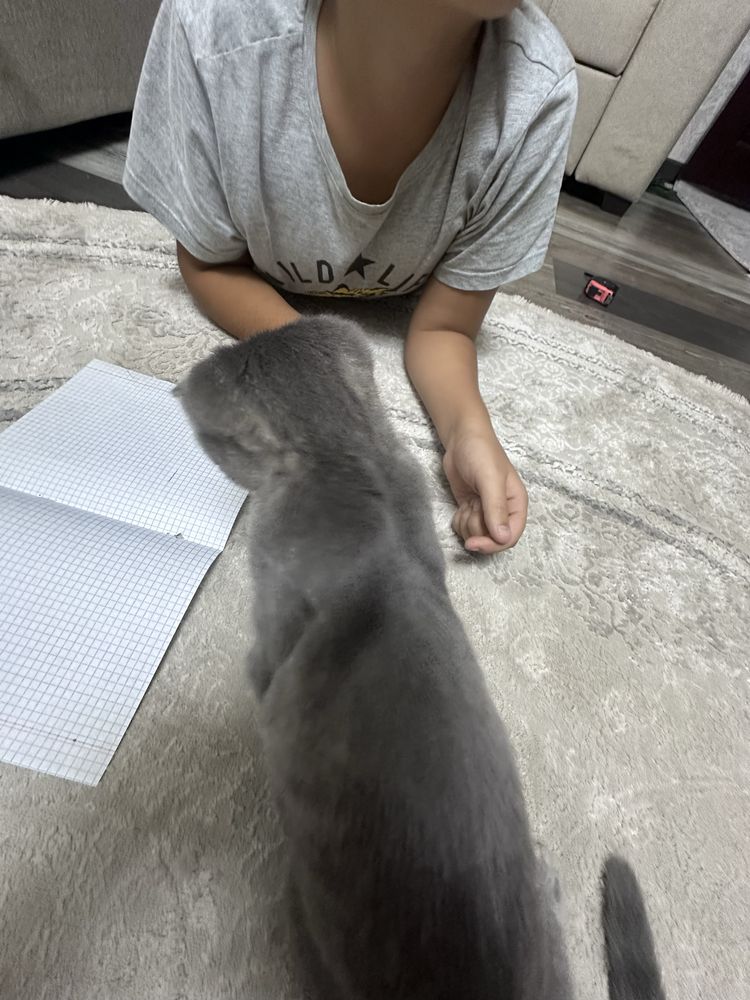 Скоттиш фолд катенок