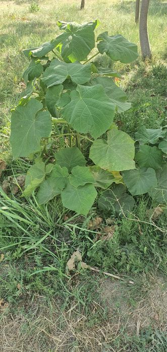 Copaci Paulownia, Se pot planta in ORICE ANOTIMP - Prețuri Avantajoase