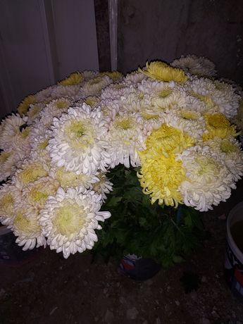 Crizanteme albe și galbene
