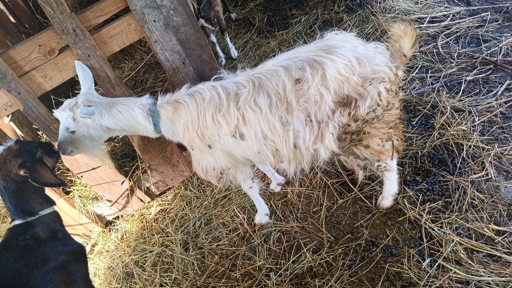 Vând sau schimb cu purcei/porci ,sau 15 capre pe o vaca