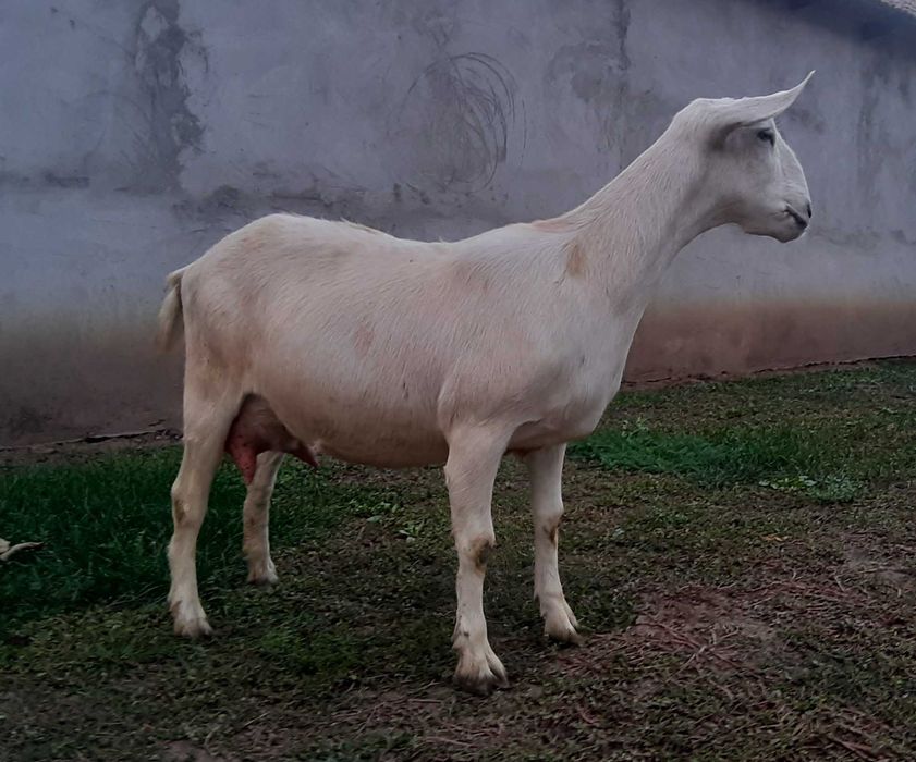 Capra Metis .Anglo Nubian Nobila Germana