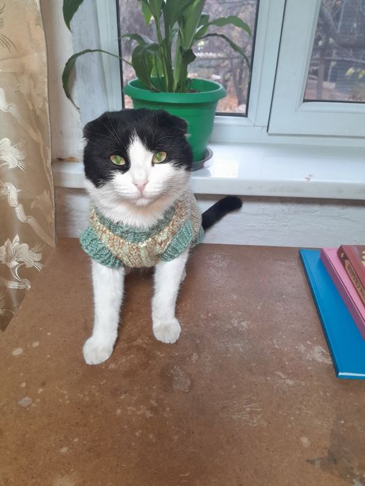 Одежда для собак и кошек