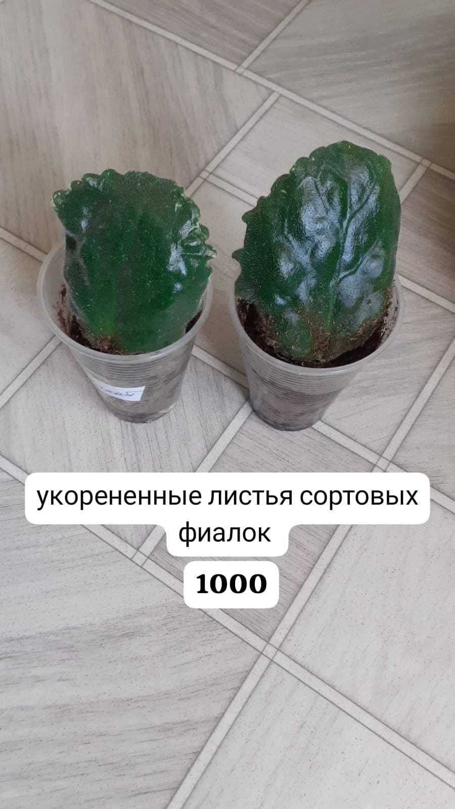 комнатные растения-продажа